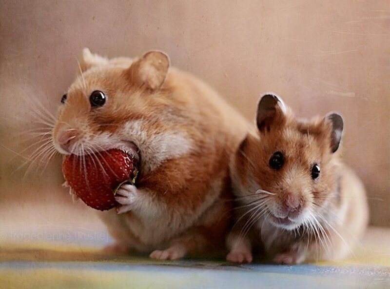 Two Hamsters Eating