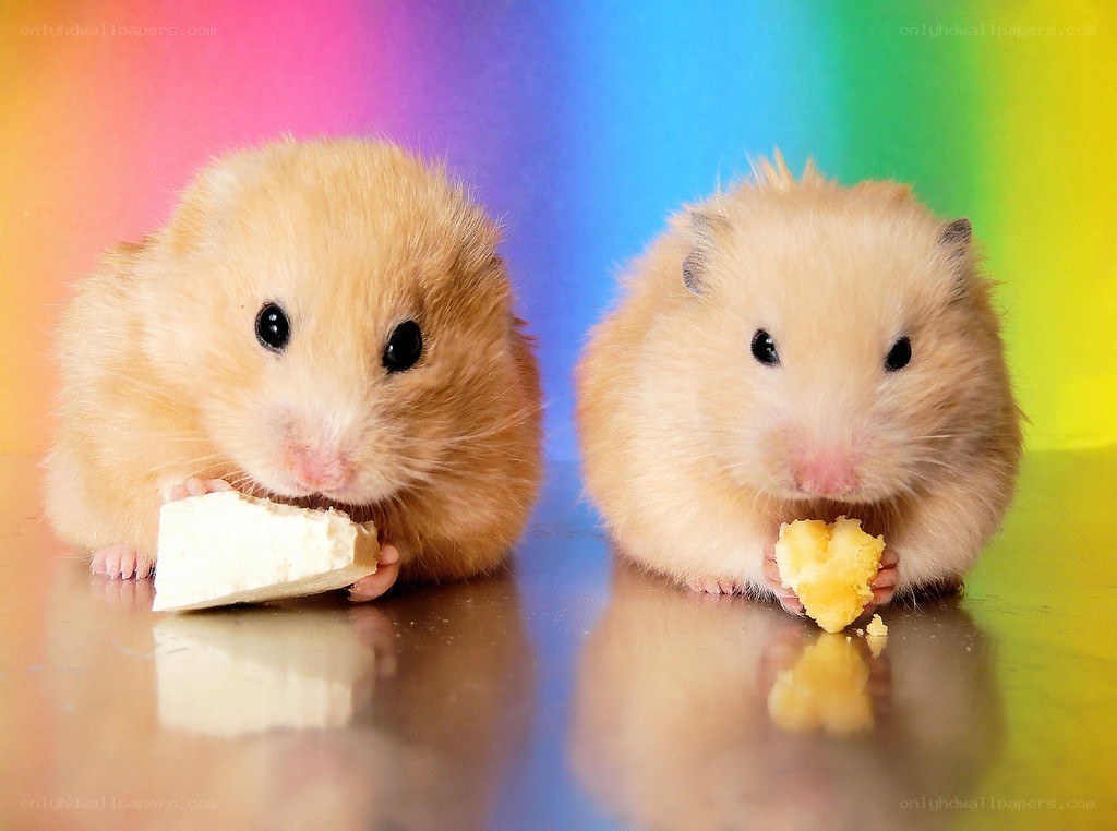 Two hamsters eating treats