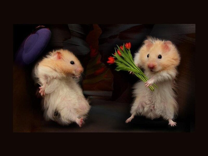Two Hamsters Holding Flowers — Brown