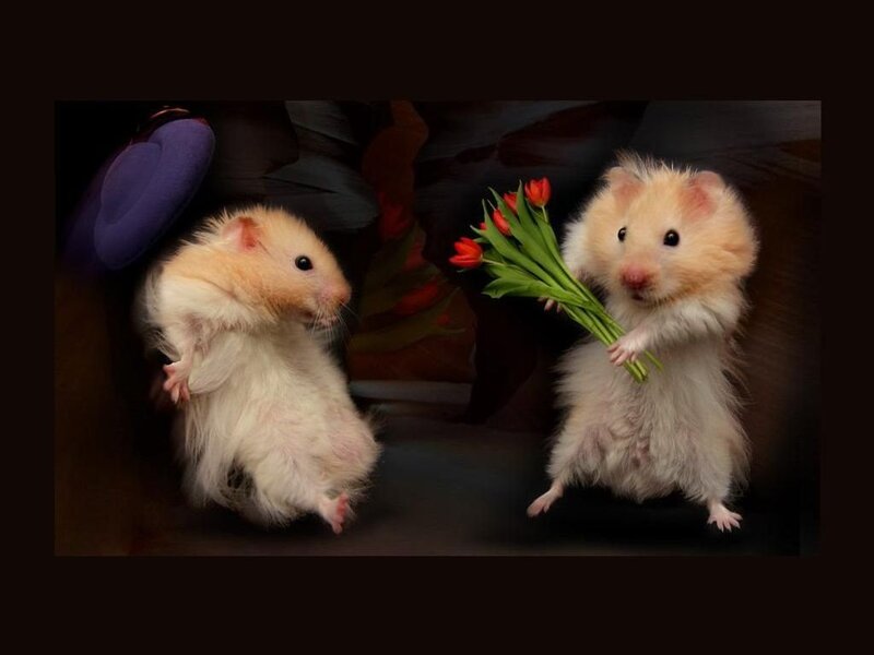 Two Hamsters Holding Flowers