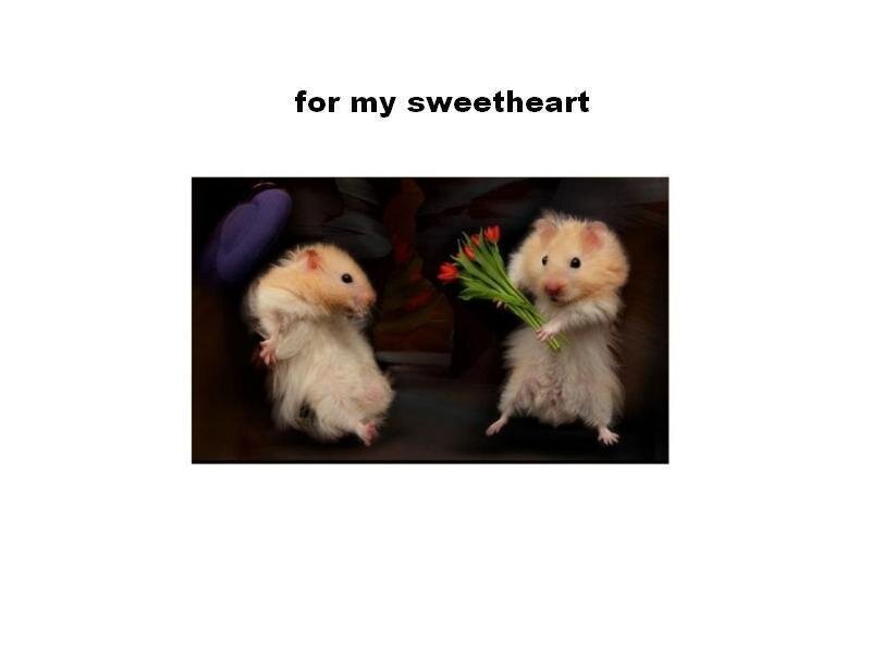 Two Hamsters Holding Flowers — White, Cute