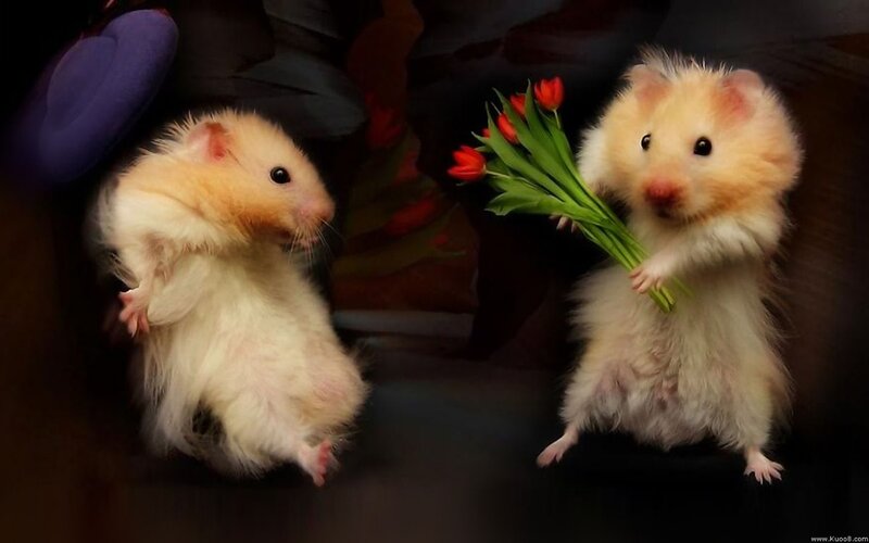 Two Hamsters Holding Flowers — White, Dramatic