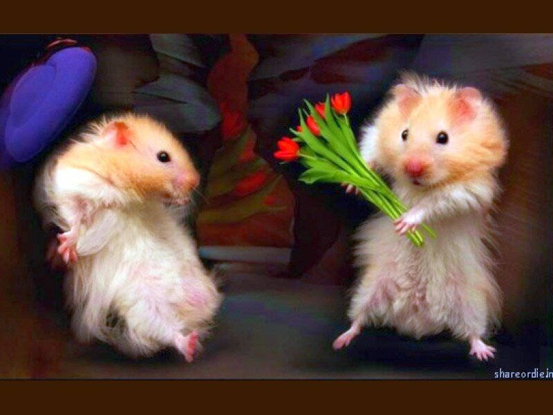 Two Hamsters Holding Flowers — White, Playful