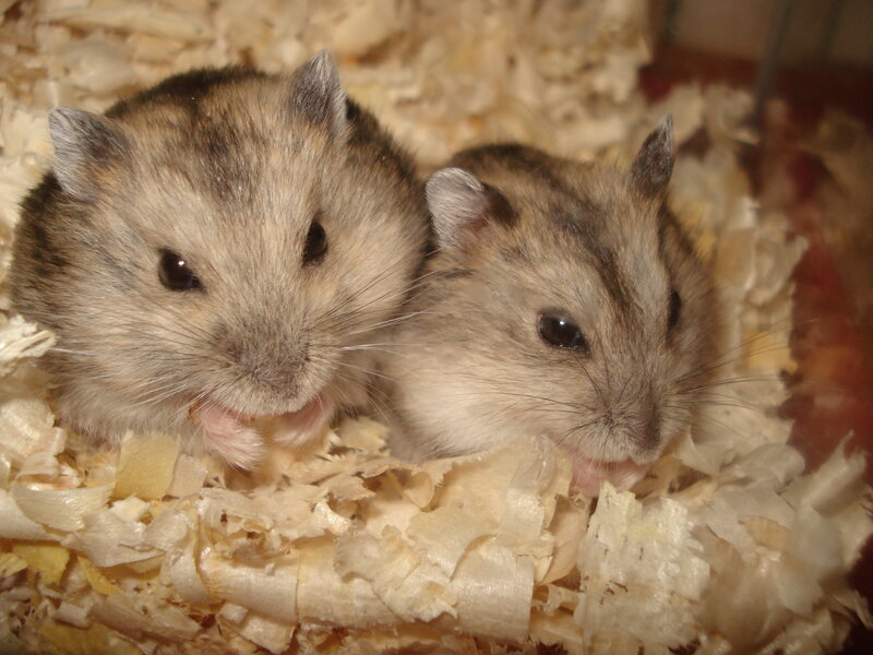 two hamsters in bedding