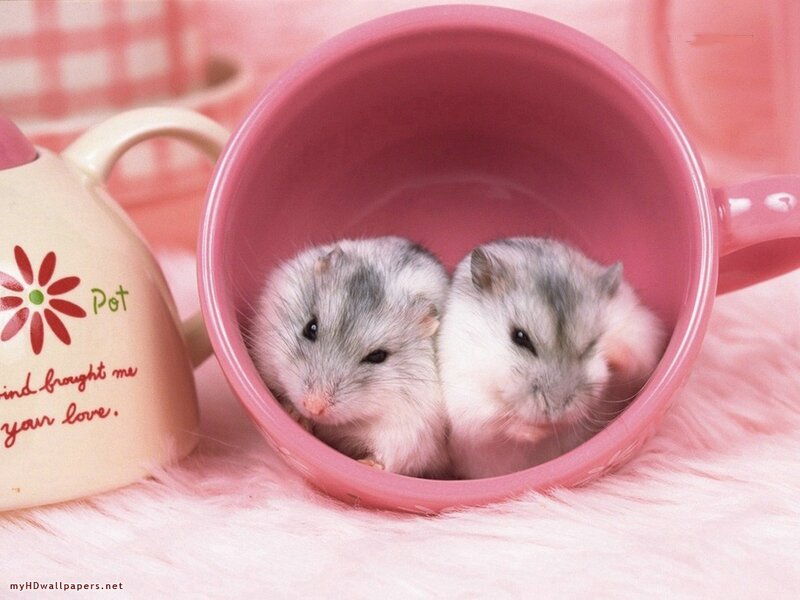 Two Hamsters in Cup