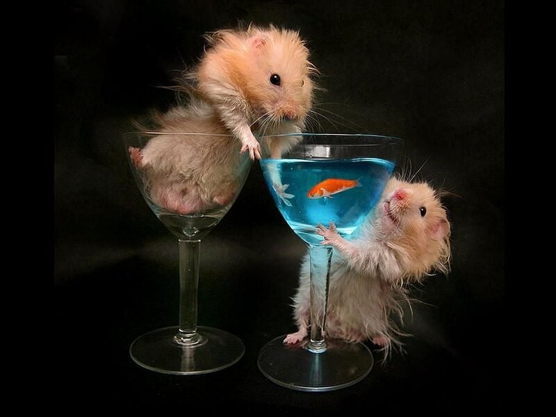 Two Hamsters in Glasses — Black
