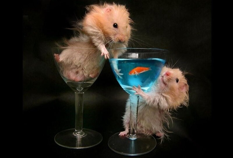 Two Hamsters in Glasses
