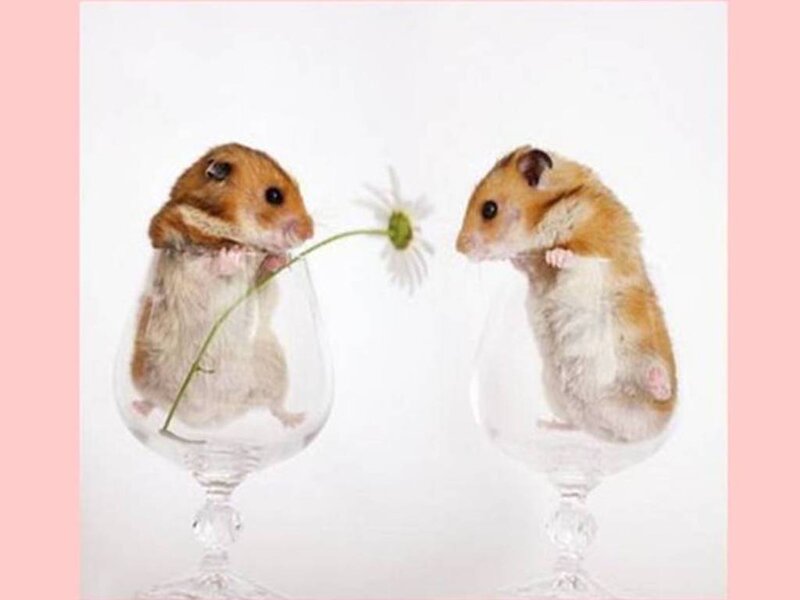 Two Hamsters in Glasses — White