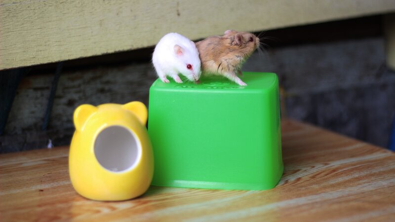 Two Hamsters on a Block — Green