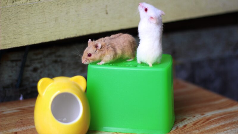 Two Hamsters on a Block