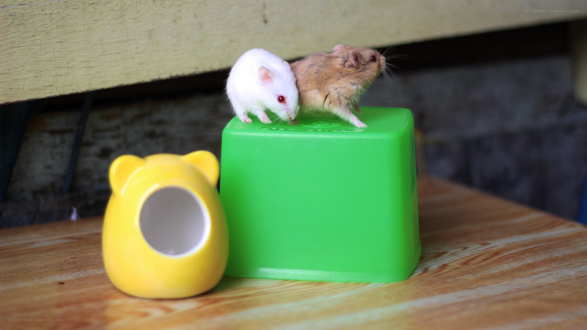 Two hamsters on a green block