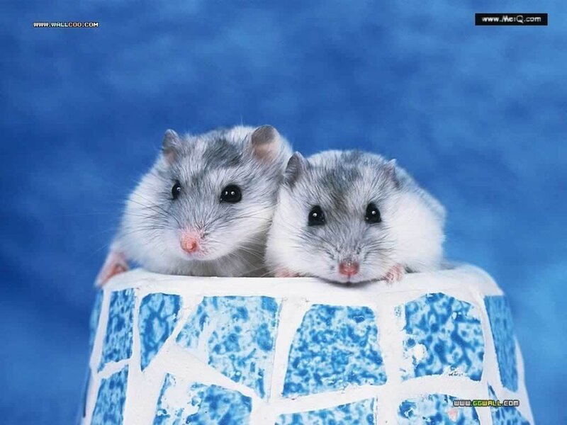 Two Hamsters on a Tile