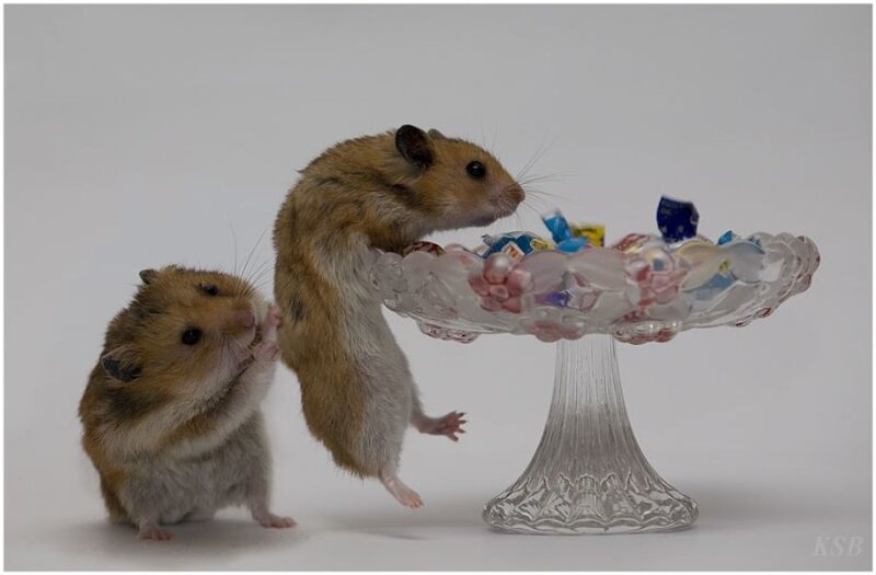 Two Hamsters on Dish