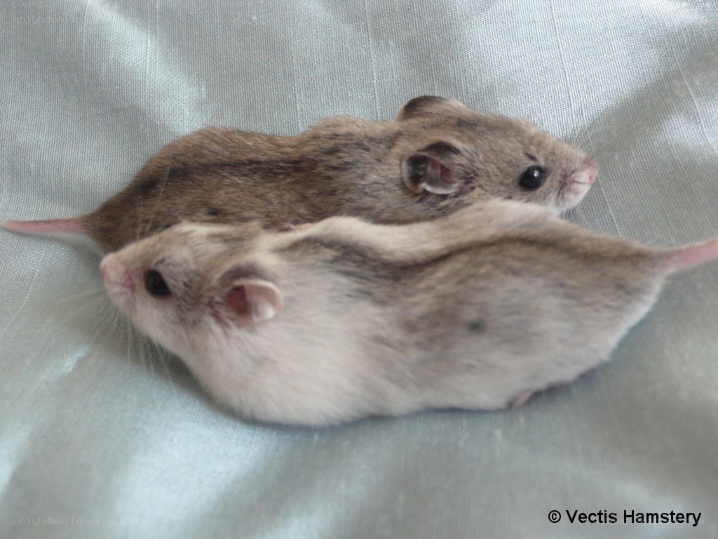 Two hamsters on fabric