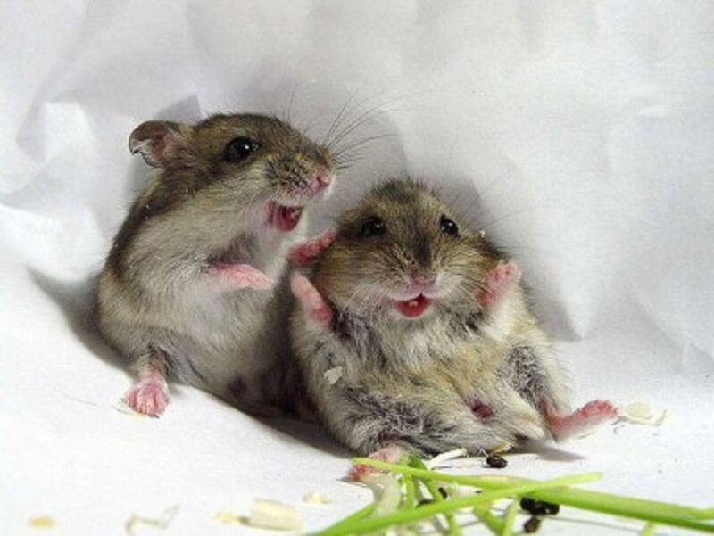 Two Hamsters Playing