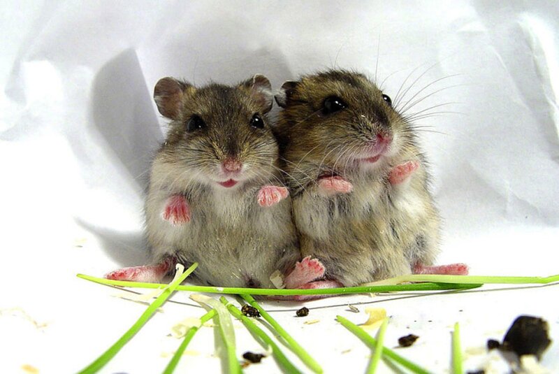 Two Hamsters Sitting