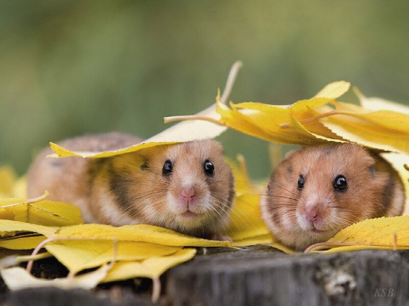 Two hamsters under leaves