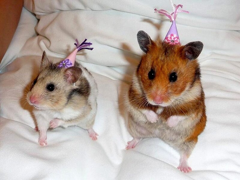 Two Hamsters Wearing Hats