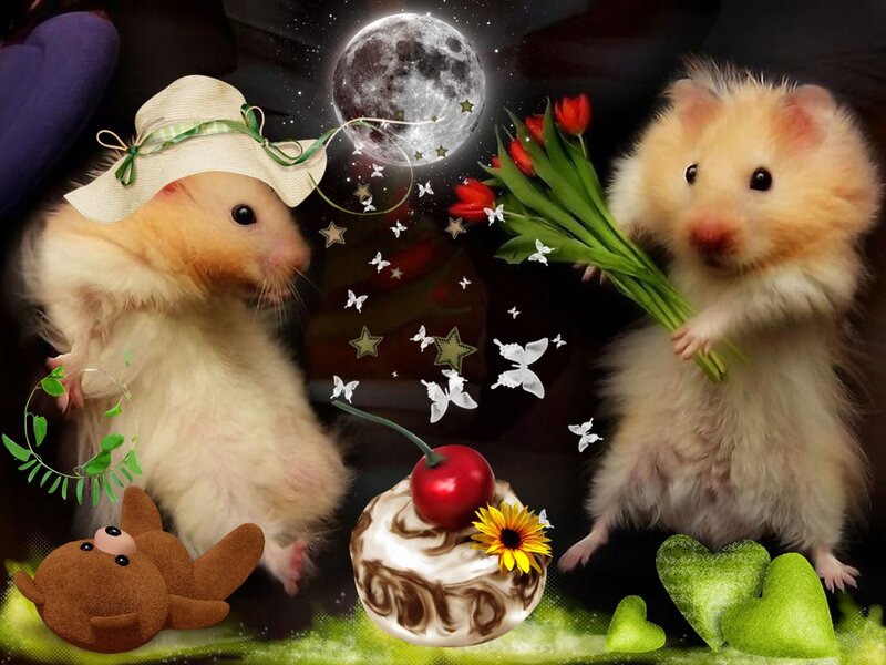 Two Hamsters with Flowers