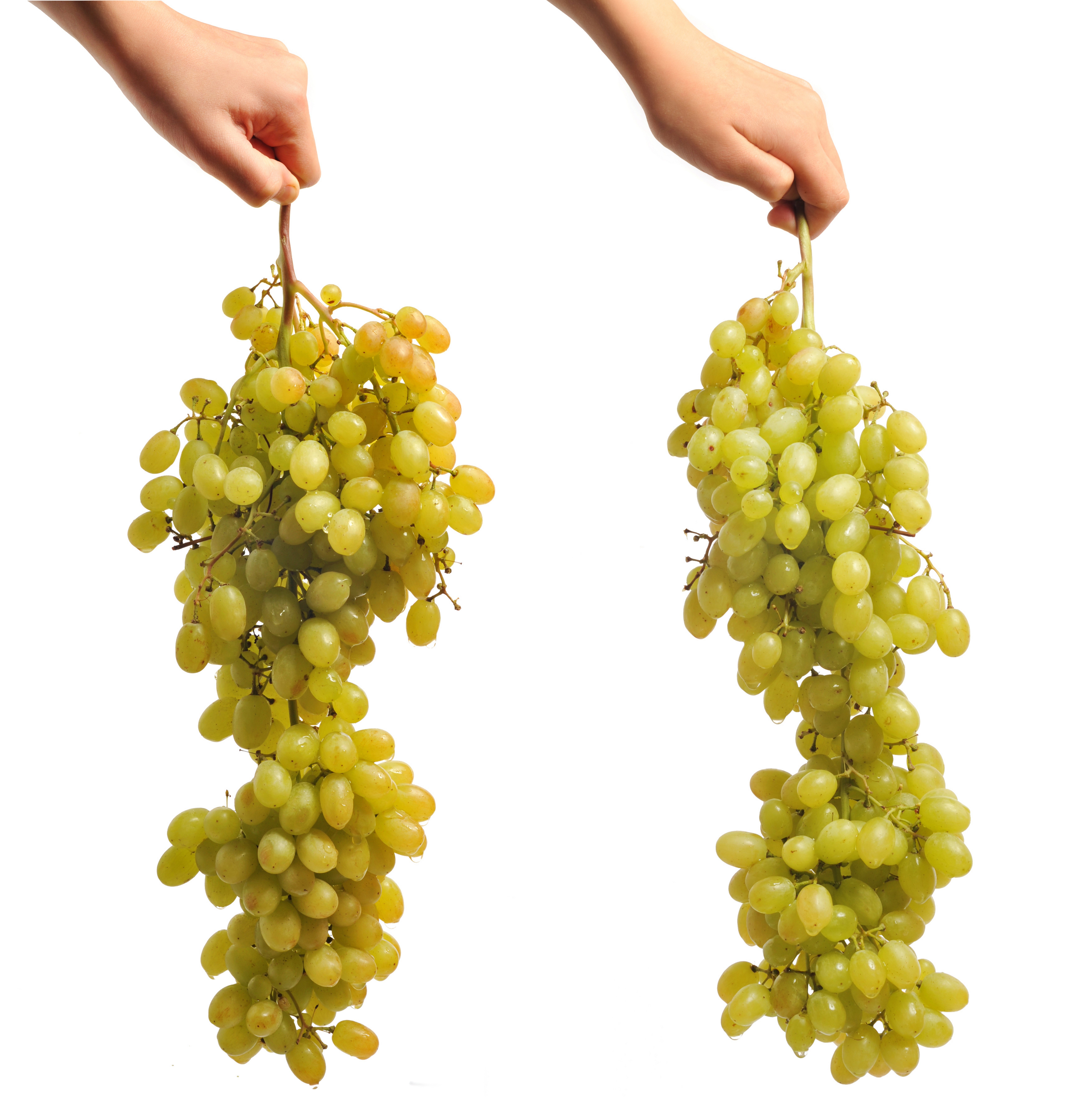 two hands holding grapes