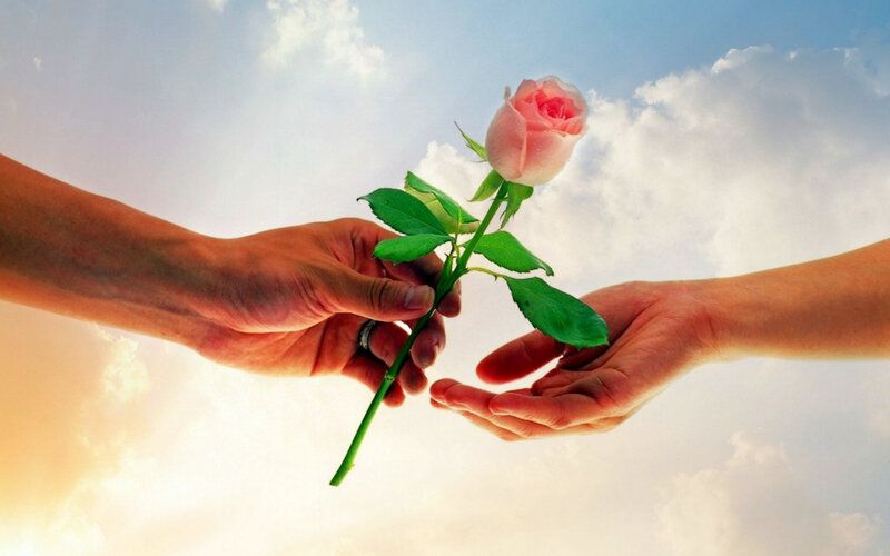 Two Hands Holding Rose