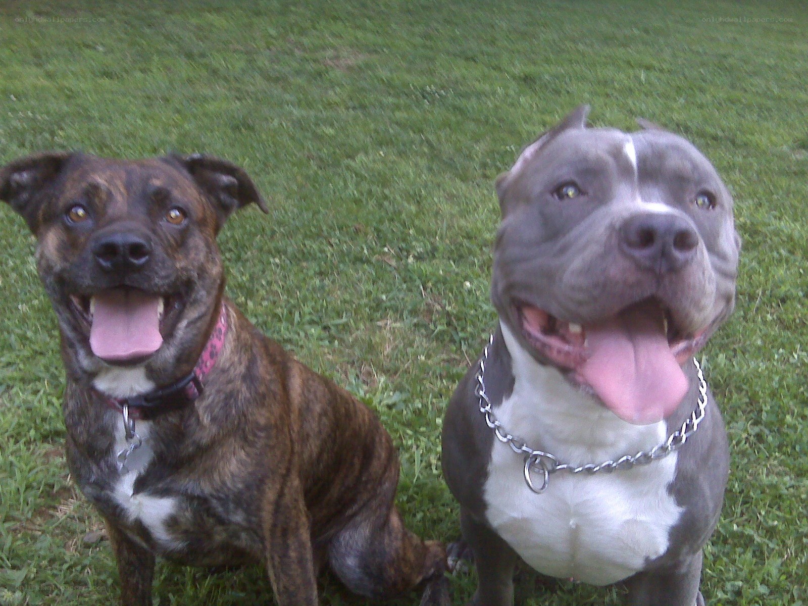 two happy dogs on grass