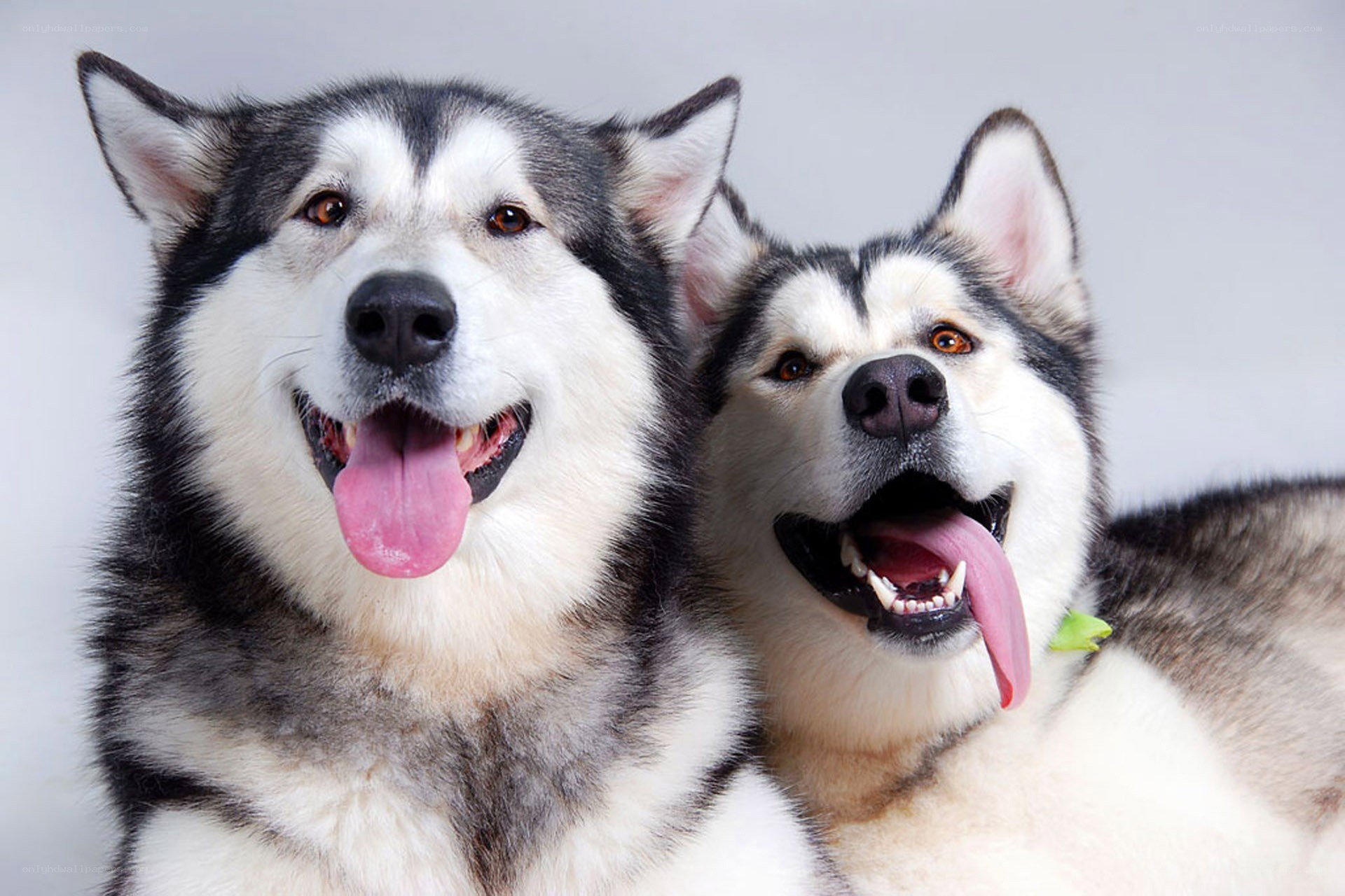 two happy husky dogs
