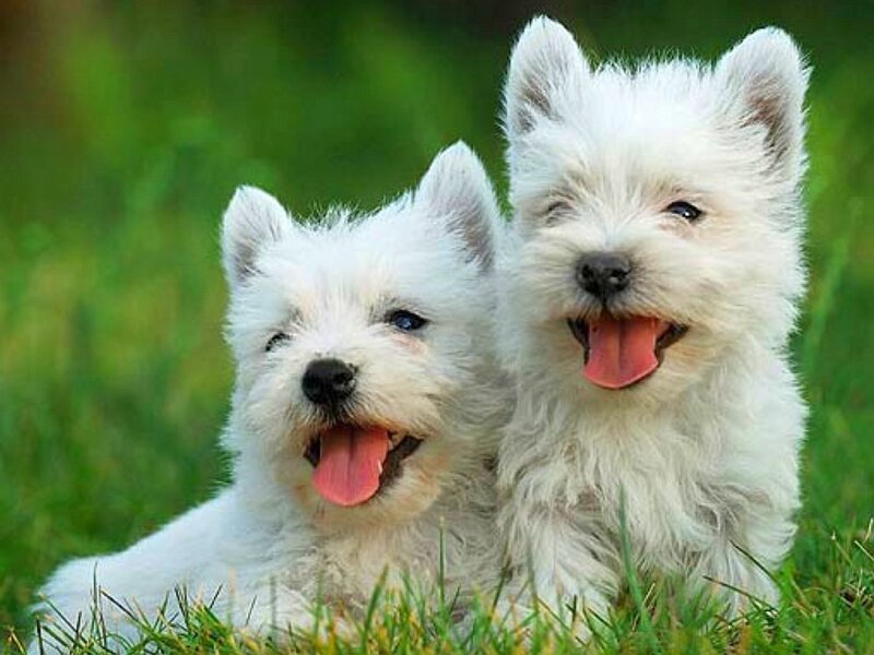two happy white puppies