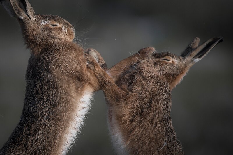 Two Hares Fighting — Brown
