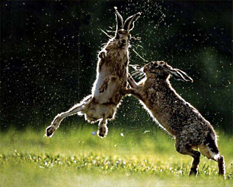 Two Hares Fighting — Green, Dynamic