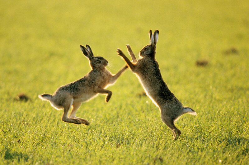Two Hares Fighting — Green