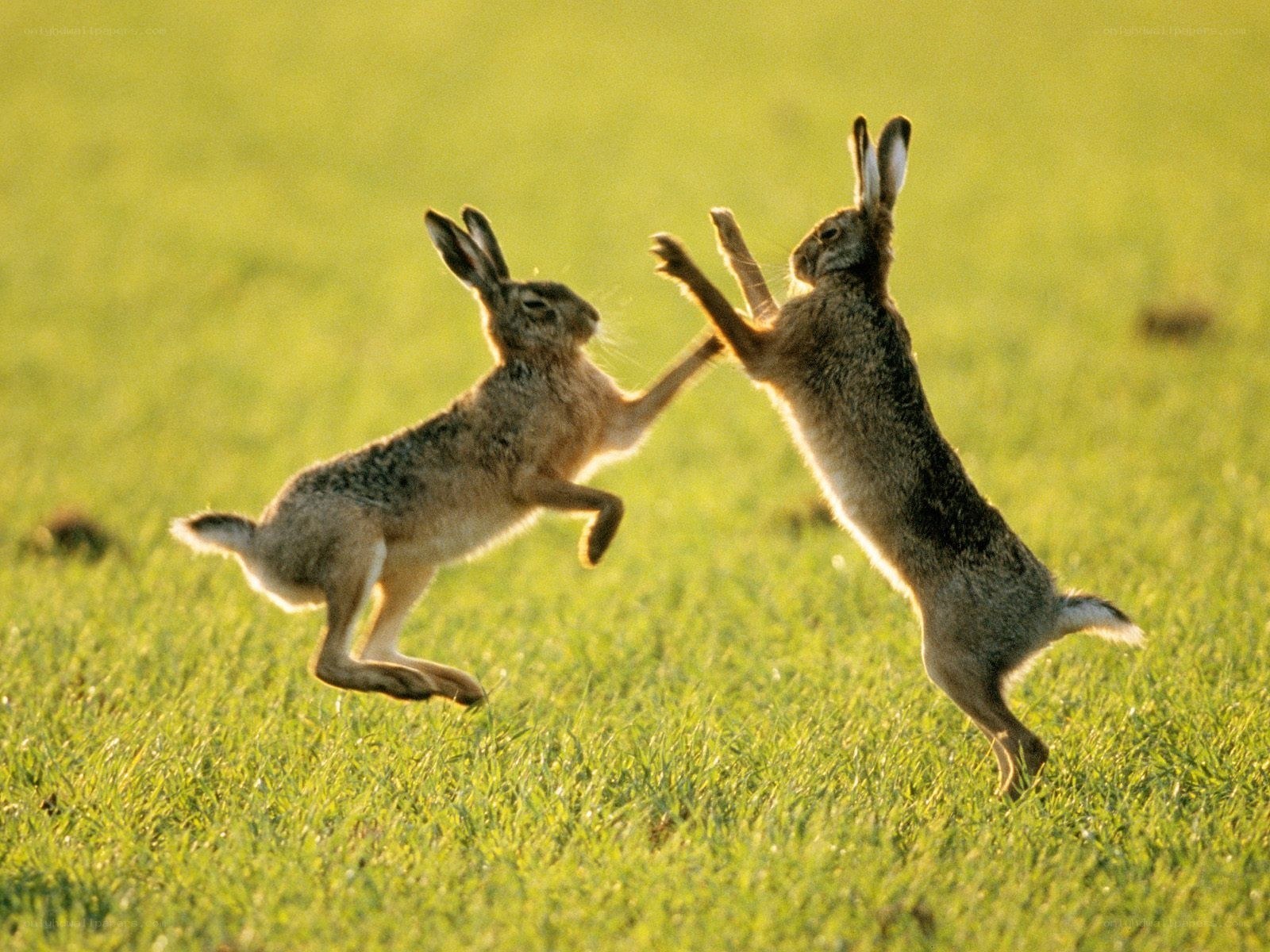 Two hares fighting in a field