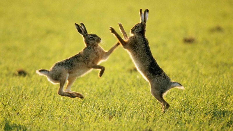 Two hares fighting in a field
