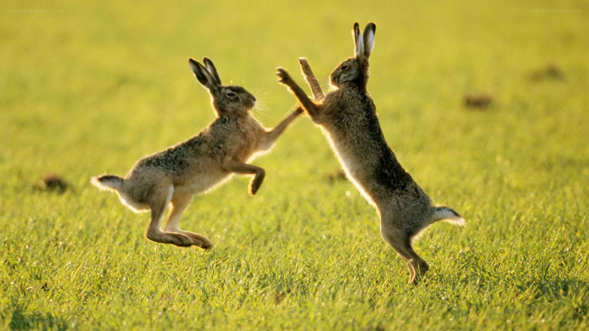 Two hares fighting in a field