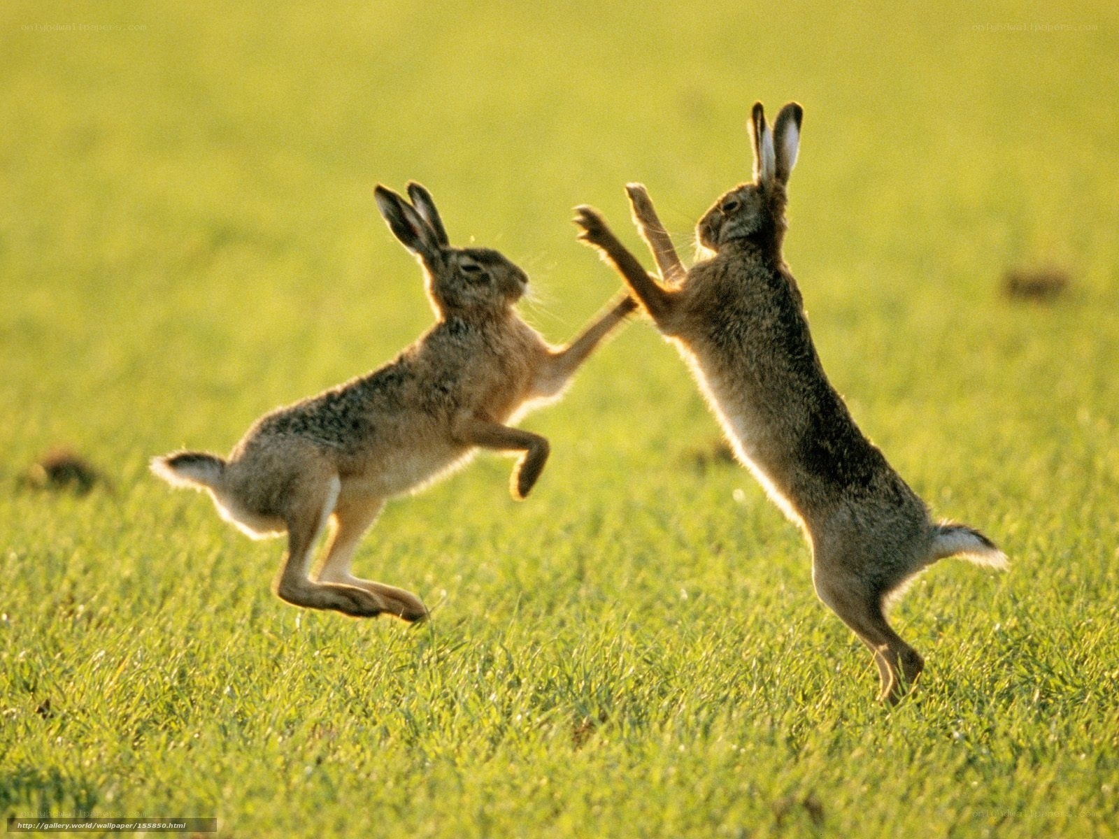 Two hares fighting in a field