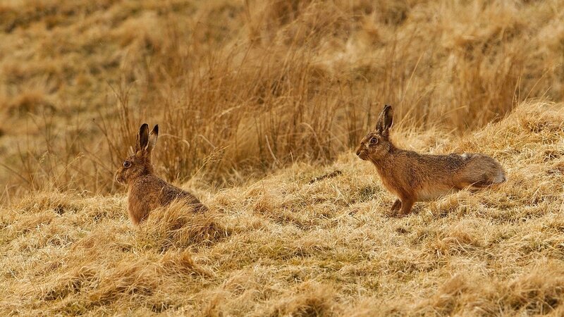Two hares in dry grass