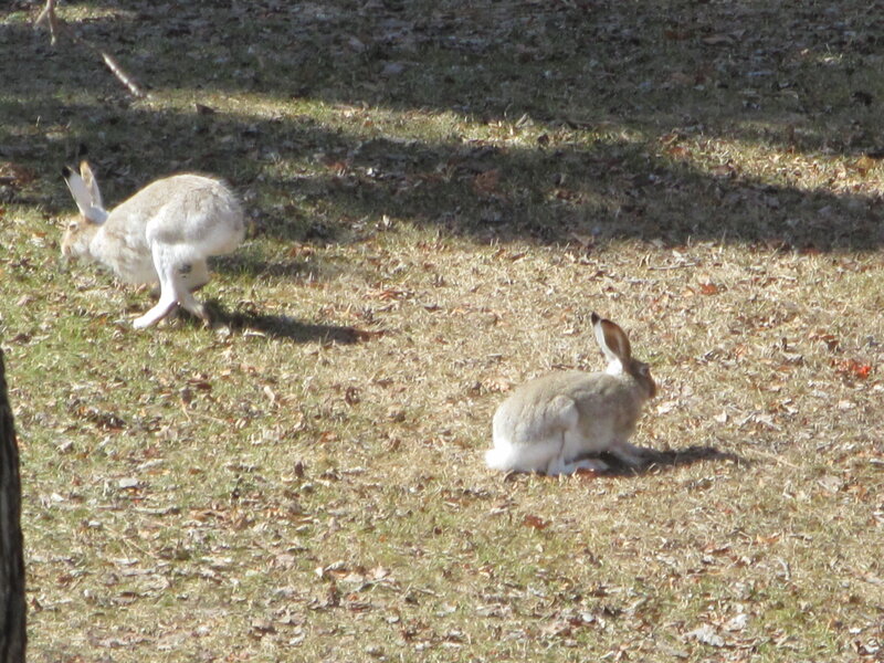 Two Hares in Grass