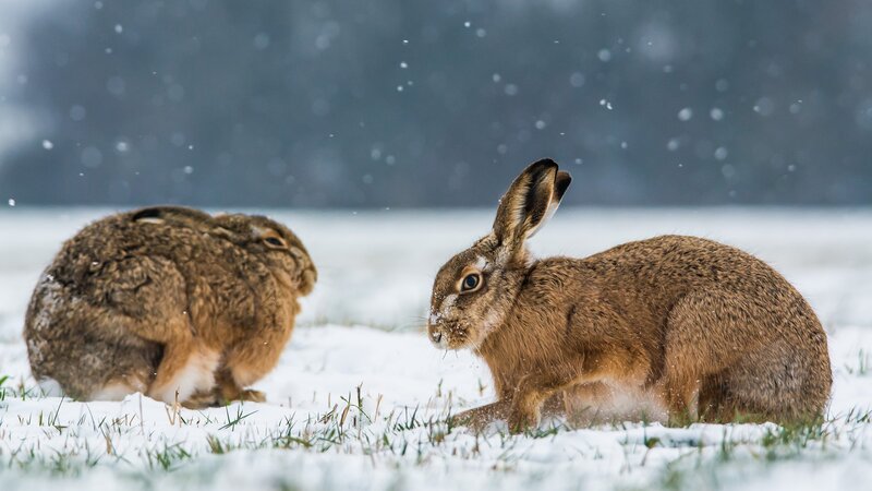 Two Hares in Snow — Brown