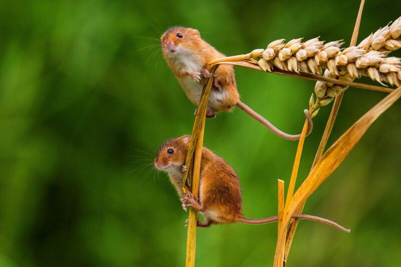 Two Harvest Mice — Brown