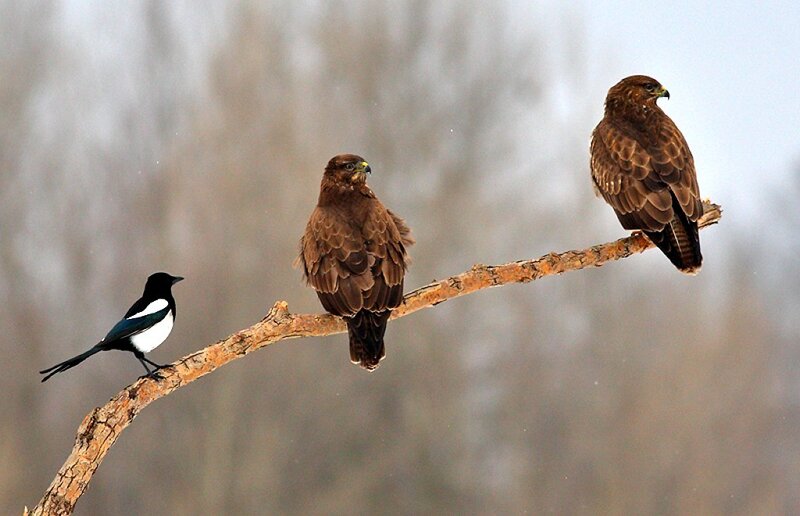 Two Hawks and a Magpie
