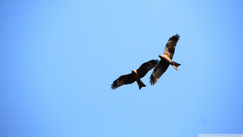 Two Hawks in Flight — Blue, Serene