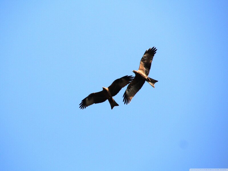 Two Hawks in Flight