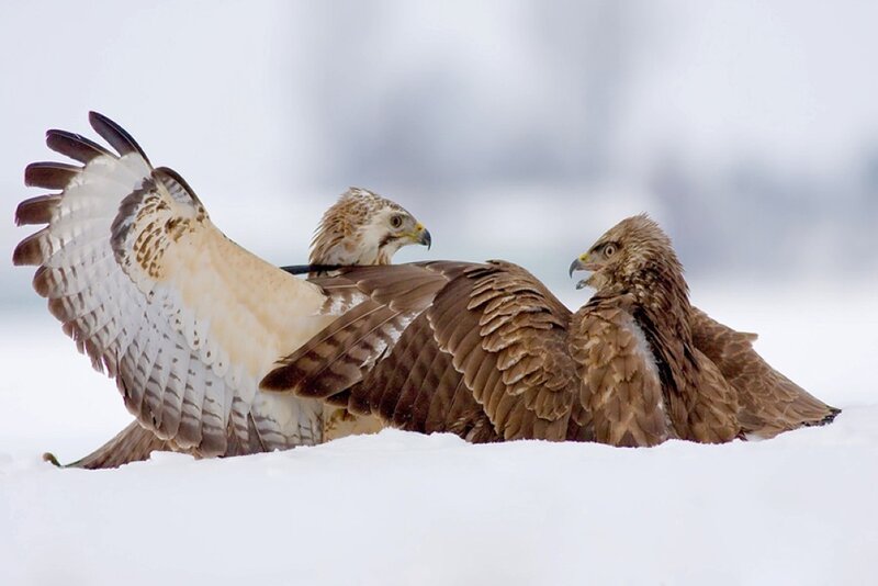 Two Hawks in Snow