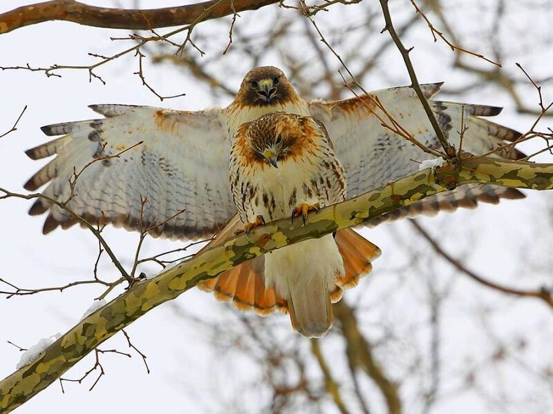 Two hawks on a tree branch