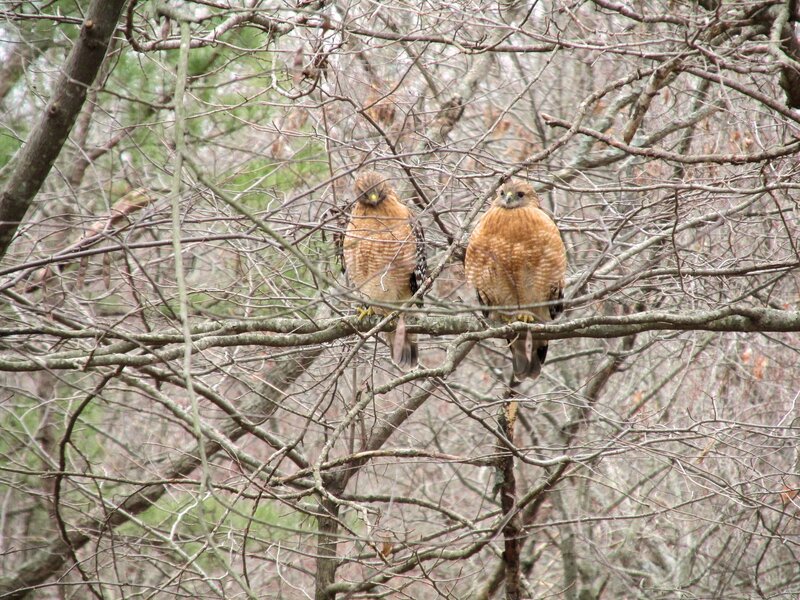 Two Hawks on Branch — Brown, Calm