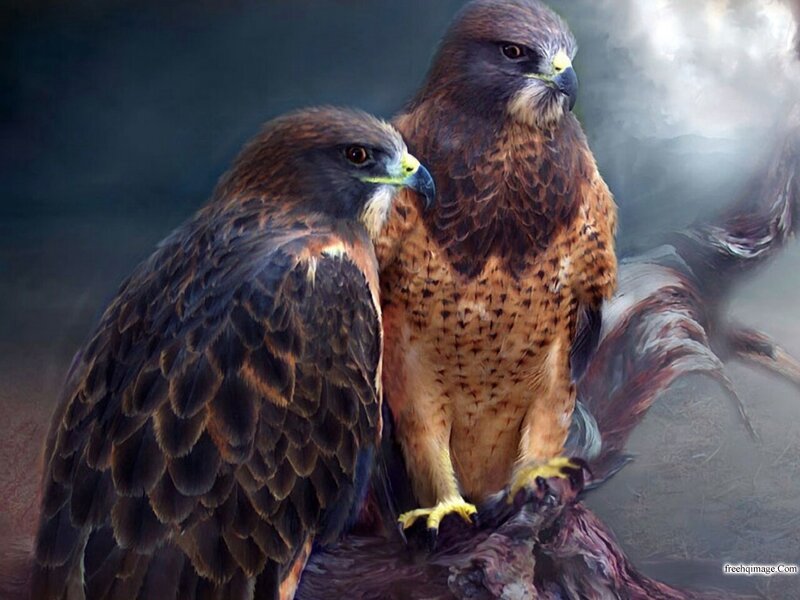 Two Hawks on Branch — Brown