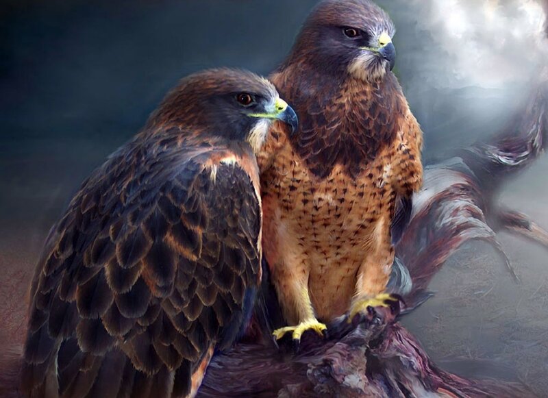 Two Hawks on Branch