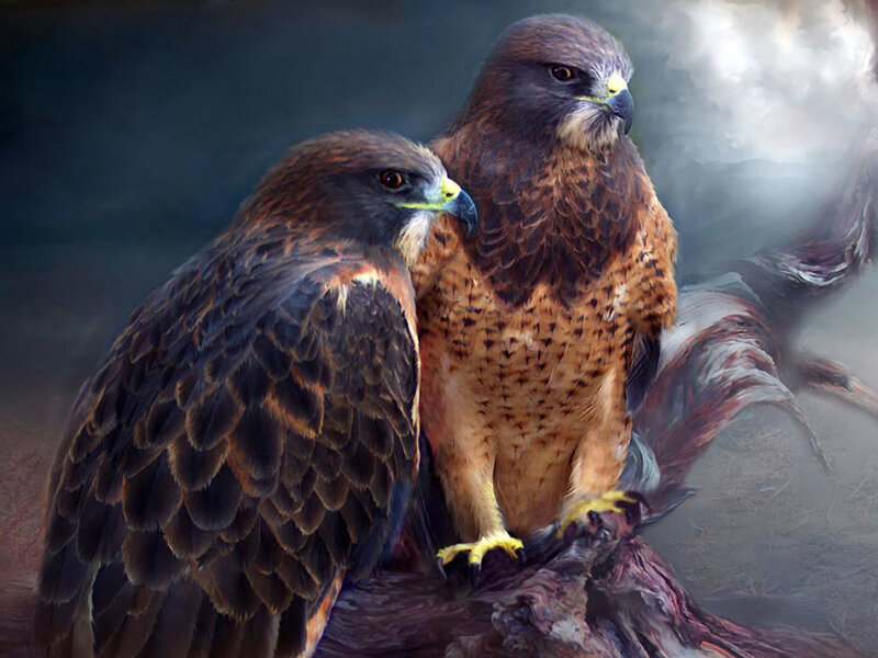 Two hawks perched together