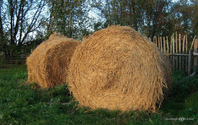 Two Hay Bales in Field