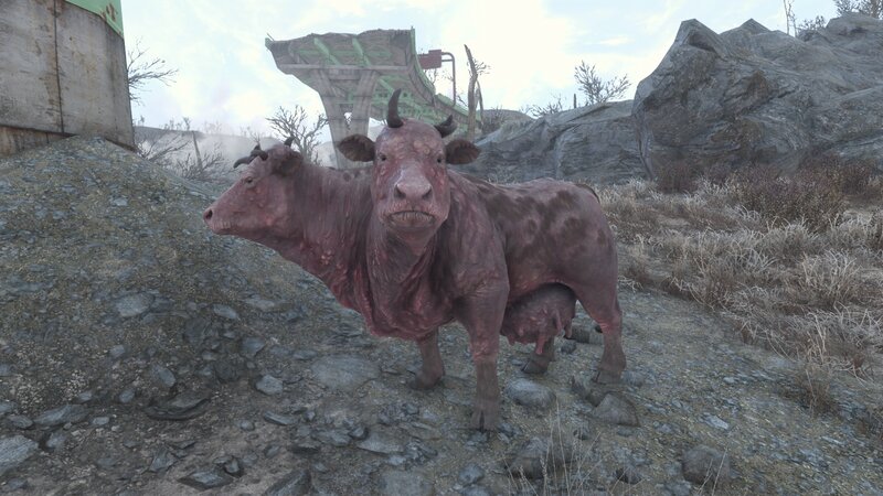 Two-headed Cow
